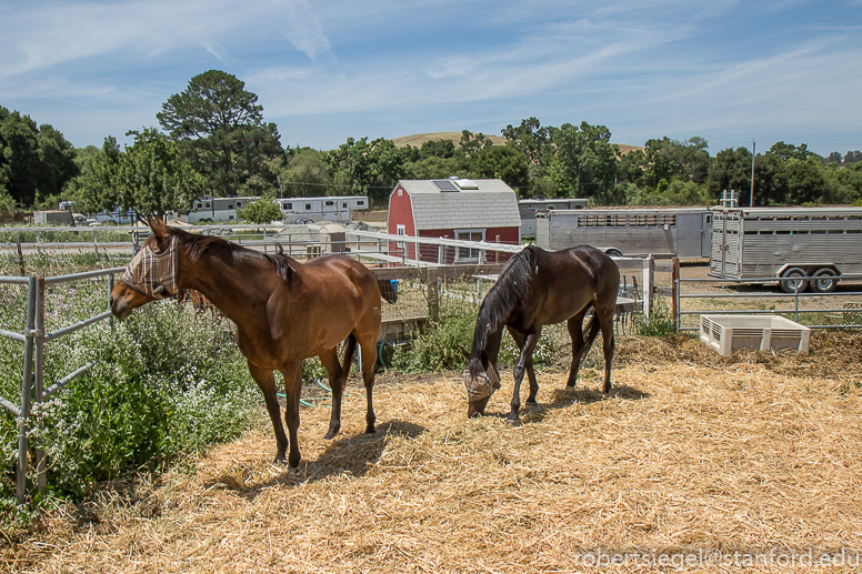 webb ranch